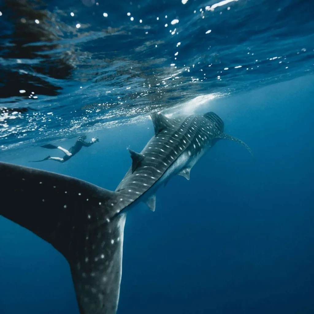 Swim with whale sharks in Isla Mujeres - group snorkeling tour