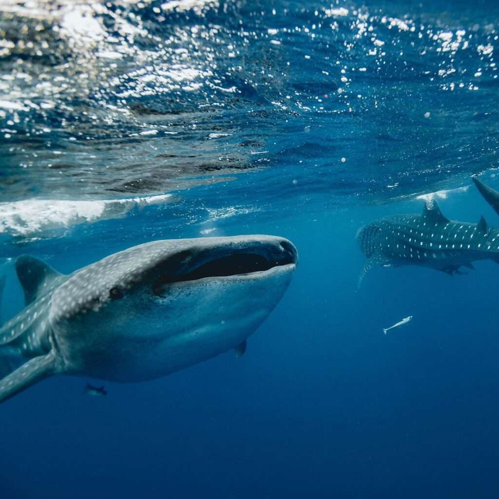 Swim with whale sharks in Isla Mujeres - group snorkeling tour