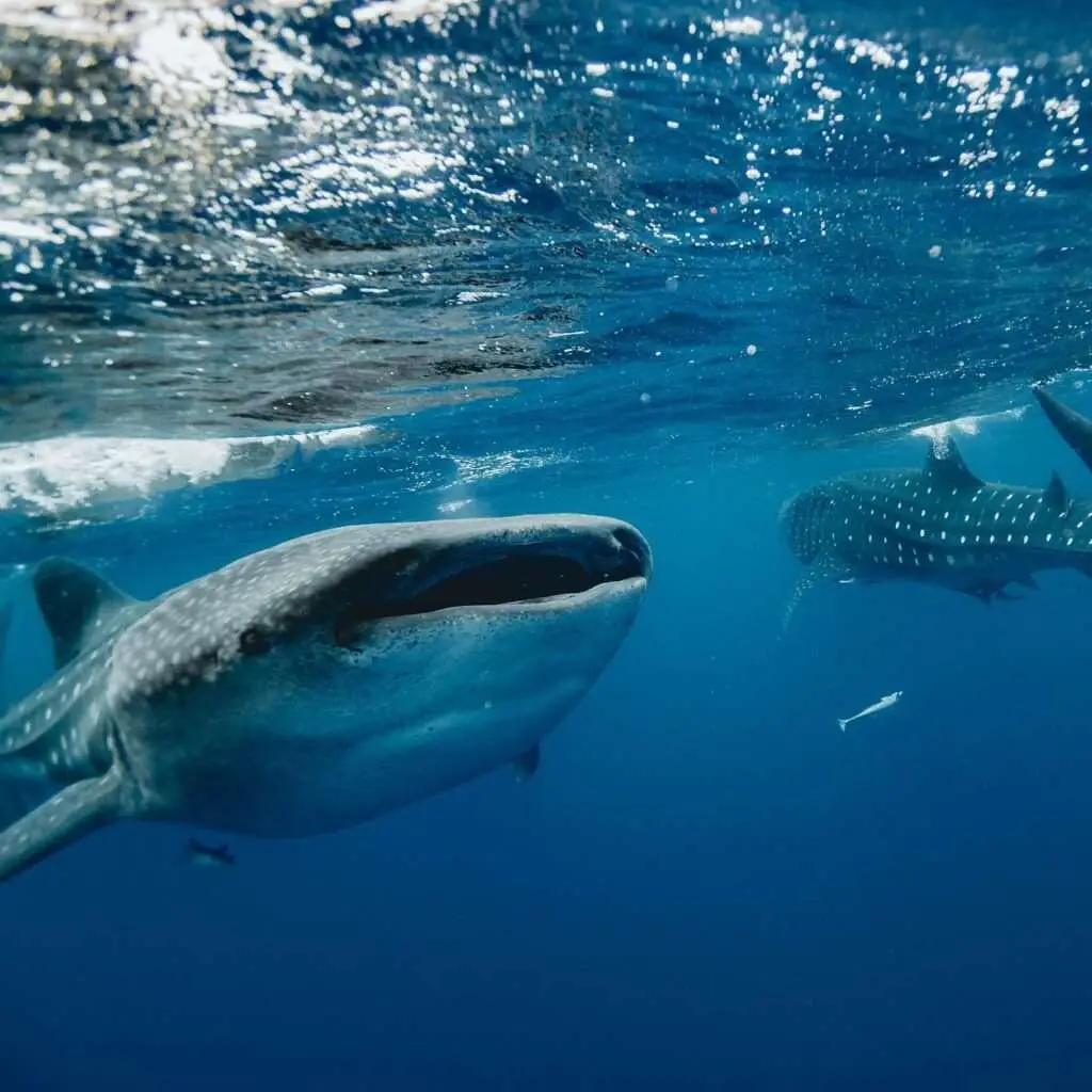 whale shark adventure