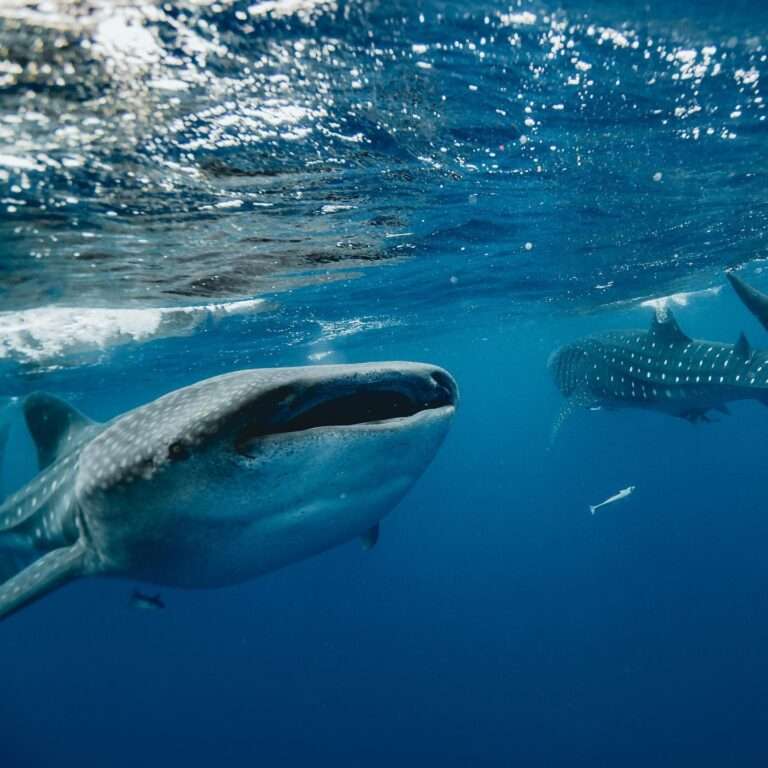 Two whale sharks feeding near the surface
