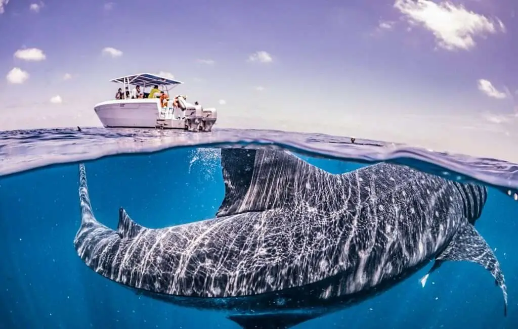 swim-with-whale-sharks-isla-mujeres