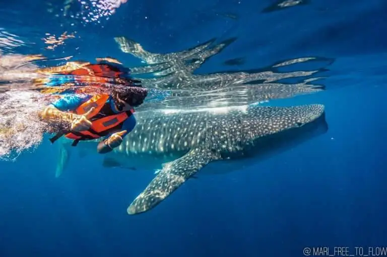 swimming whale shark