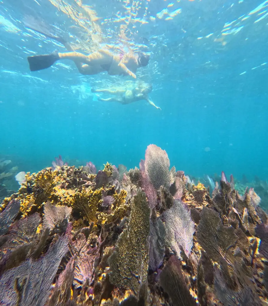 Snorkeler over a shallow coral reef in clear water, Isla Mujeres