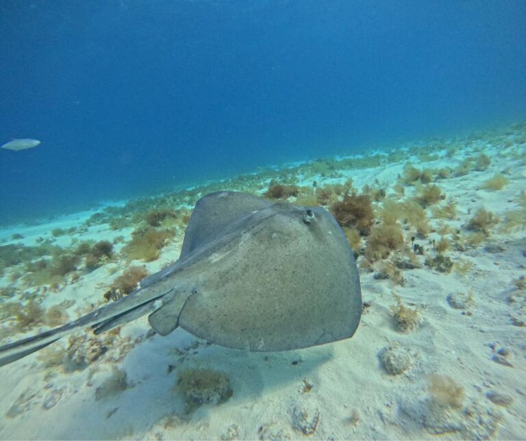 snorkeling-isla-mujeres