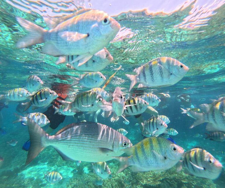 Tropical fish swimming around snorkelers on the reef