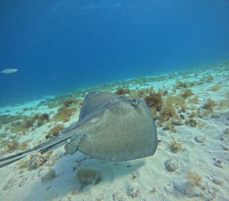 Stingray resting on the sandy bottom in shallow water