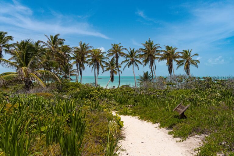 Palm-lined path to the beach on Isla Contoy