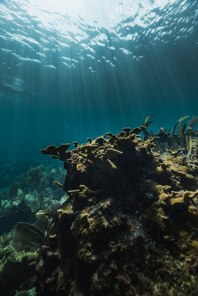 Elkhorn coral and sun rays on a reef in Isla Mujeres