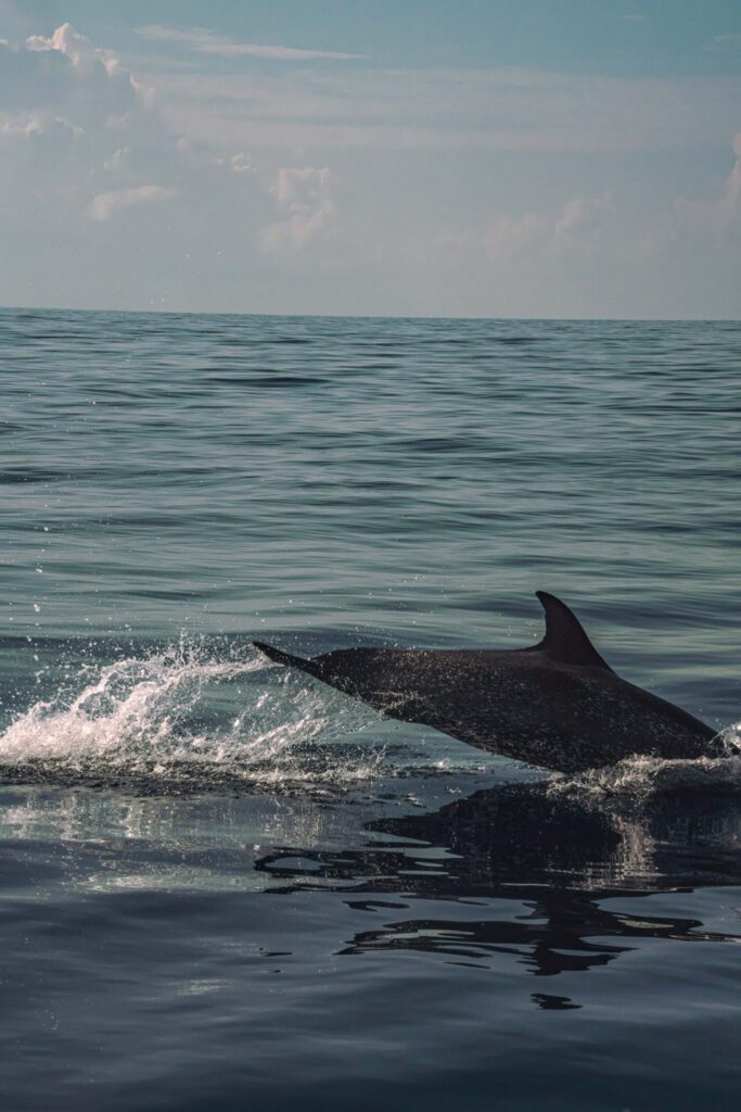 Dolphin leaping out of the water near Isla Mujeres