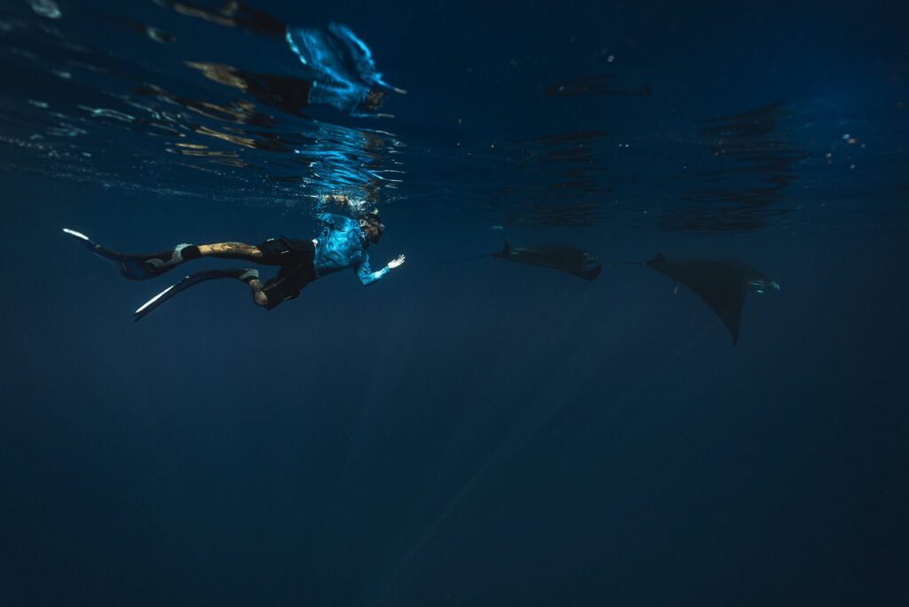Guide diving with manta rays in deep blue water
