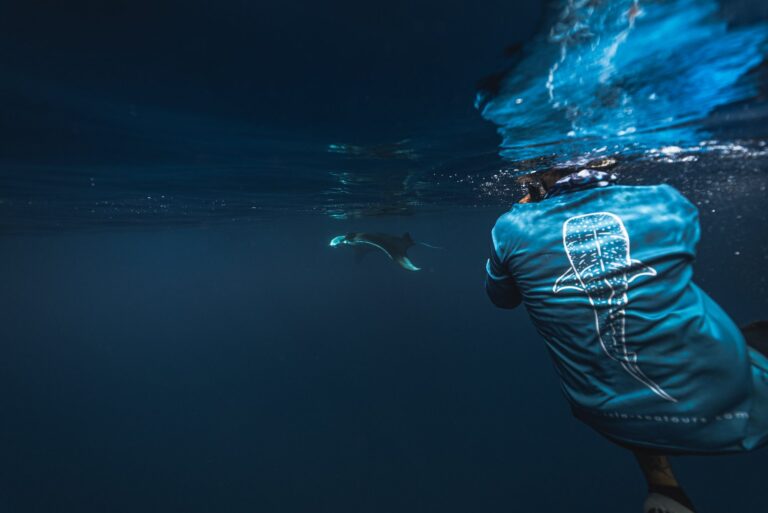 Isla Sea Tours guide swimming with a manta ray underwater, whale shark design on his shirt