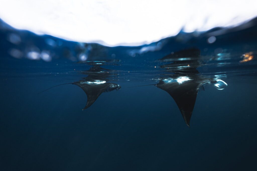Two manta rays swimming near the surface off Isla Mujeres