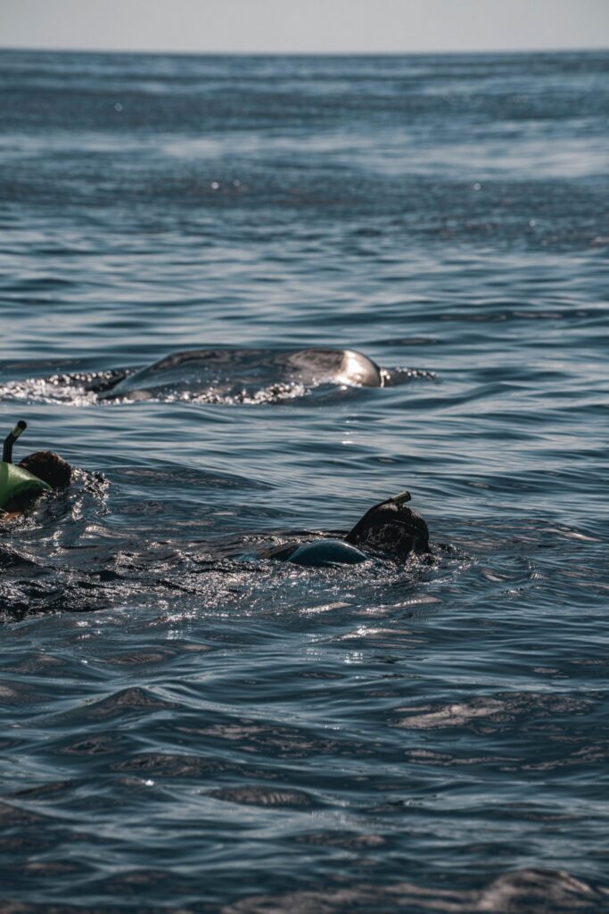Snorkelers swimming next to a whale shark in the open sea off Isla Mujeres