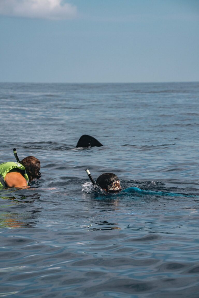 Snorkelers swimming with a whale shark near Isla Mujeres