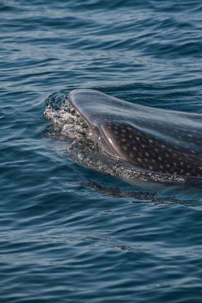 Whale shark head breaking the surface of the Caribbean sea