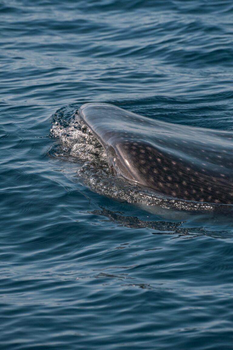 Whale shark head breaking the surface of the Caribbean sea