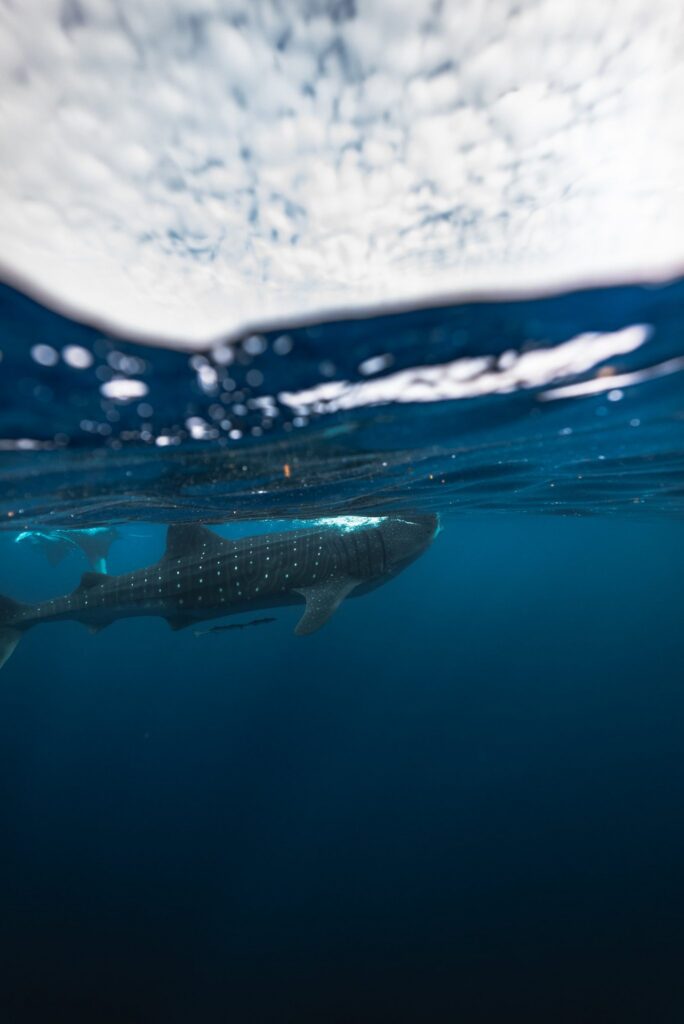 Whale shark swimming just below the surface off Isla Mujeres